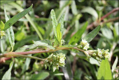 Persicaria prostrata