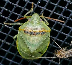 Piezodorus guildinii
