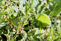 Persicaria prostrata