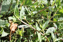 Persicaria prostrata