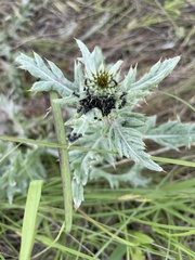 Dolichoderus taschenbergi