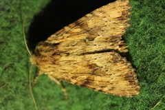 Apamea sublustris