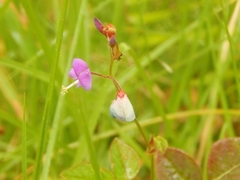 Desmodium molliculum