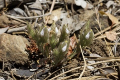 Cordylanthus nidularius