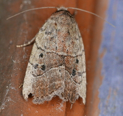 Elaphria fuscimacula