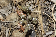 Cordylanthus nidularius