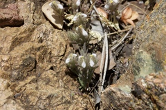 Cordylanthus nidularius