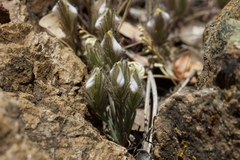 Cordylanthus nidularius