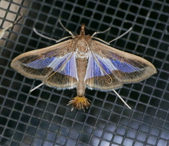 Diaphania infimalis