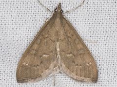 Mecyna mustelinalis
