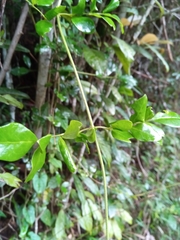 Jasminum kitchingii