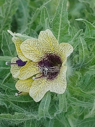 black henbane