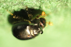 Odonteus armiger