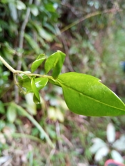 Jasminum kitchingii