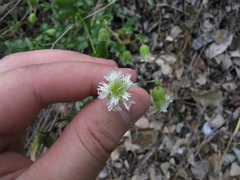 Silene campanulata