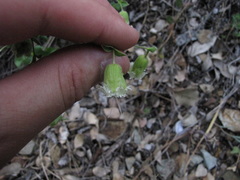 Silene campanulata