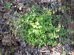 Silene campanulata