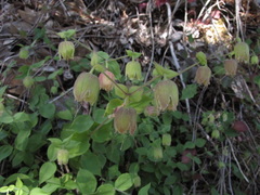 Silene campanulata