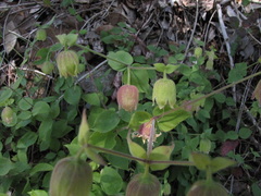 Silene campanulata
