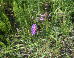 Vicia nervata