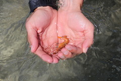Hippocampus ingens