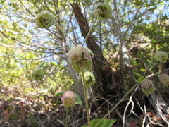 Silene campanulata