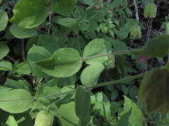 Silene campanulata
