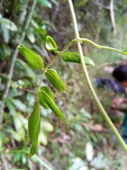 Jasminum kitchingii