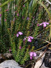 Tetratheca ericifolia