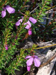 Tetratheca ericifolia