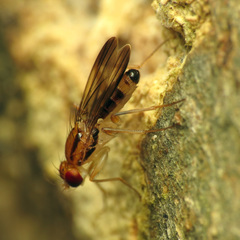 Clusia lateralis