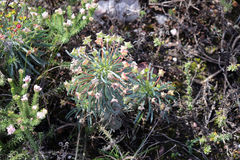 Euphorbia clava