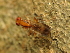 Clusia lateralis