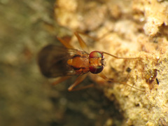Clusia lateralis