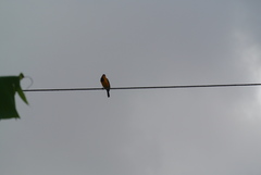 Icterus icterus