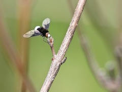 Ogcodocera leucoprocta