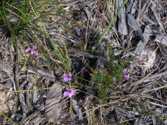 Tetratheca ericifolia