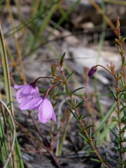Tetratheca ericifolia