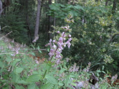 Stachys mexicana