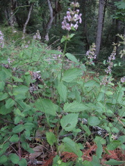 Stachys mexicana