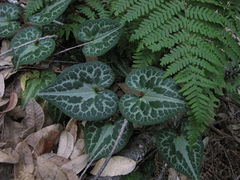 Asarum marmoratum