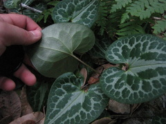 Asarum marmoratum