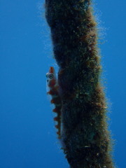 Bryaninops