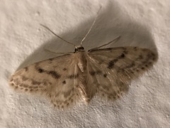 Idaea bonifata