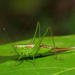 Short-winged Meadow Katydid - Photo (c) Katja Schulz, some rights reserved (CC BY)