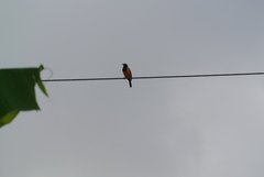 Icterus icterus