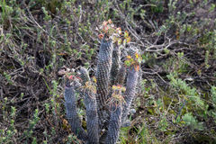 Euphorbia clava