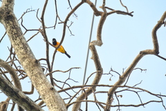 Icterus icterus