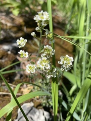 Draba arabisans