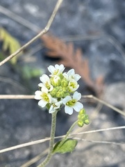 Draba arabisans